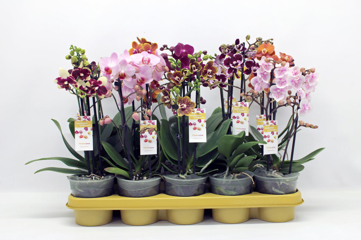 Phalaenopsis mix 40cm 12cm Pot