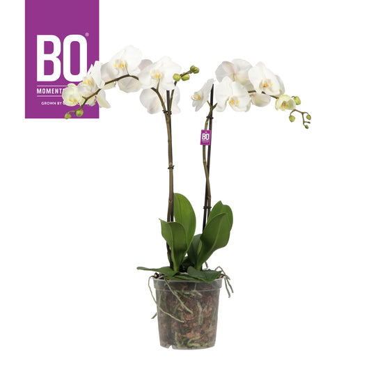 Phalaenopsis Hybrid 85cm 17cm Pot
