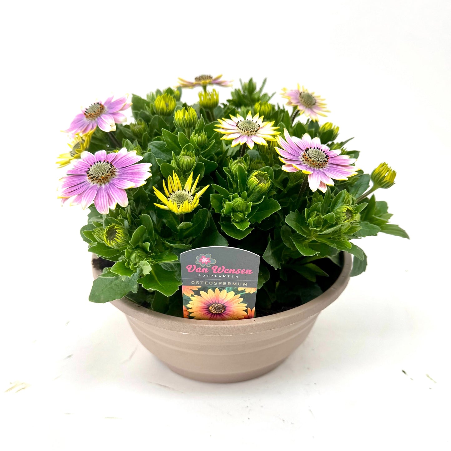 Osteospermum Senorita Rosita 24cm 21cm Pot