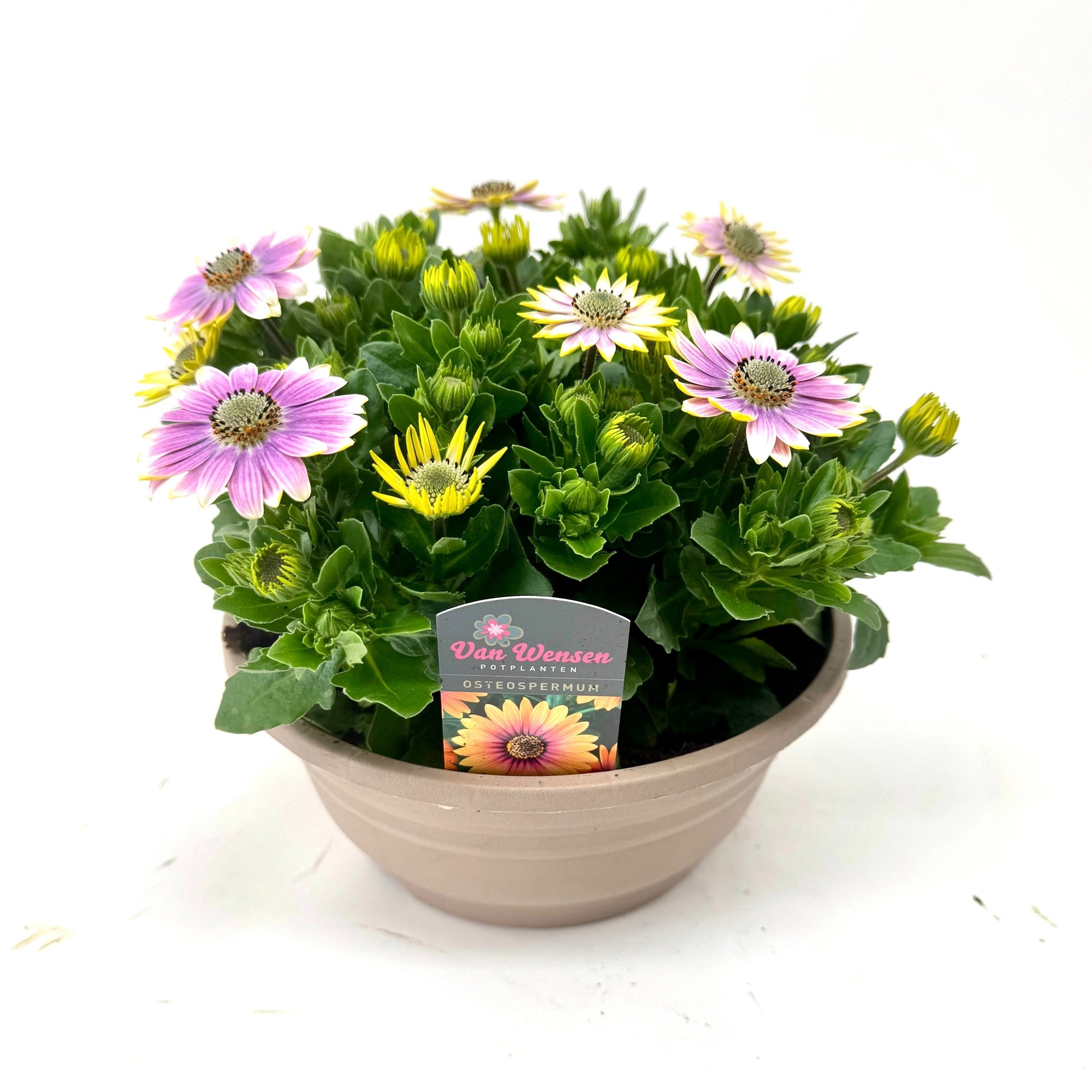Osteospermum Senorita Rosita 24cm 21cm Pot