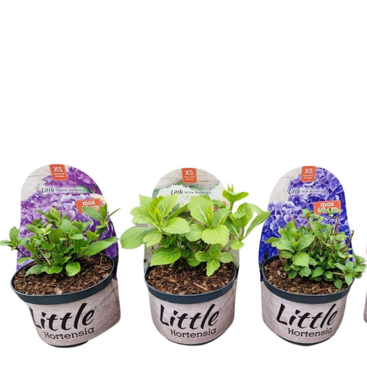Hydrangea macrophylla mix 30cm 17cm Pot