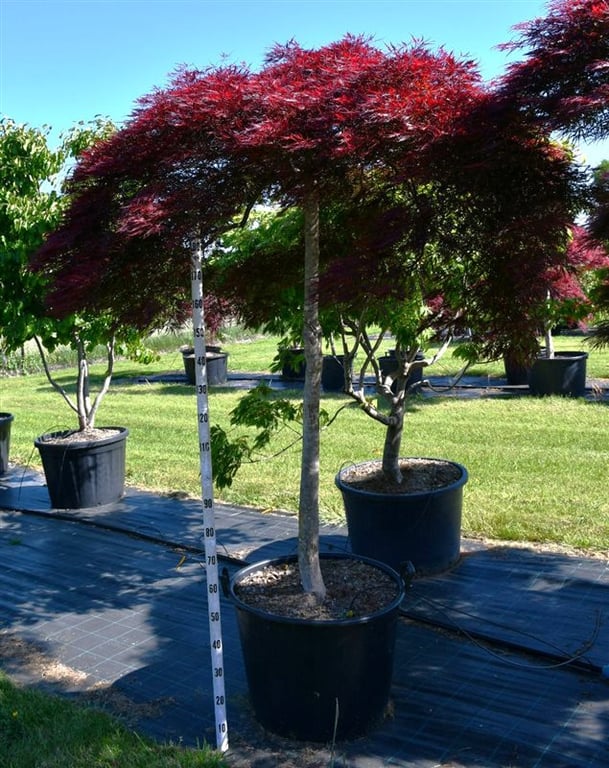 Acer palmatum mix 250cm 65cm Pot