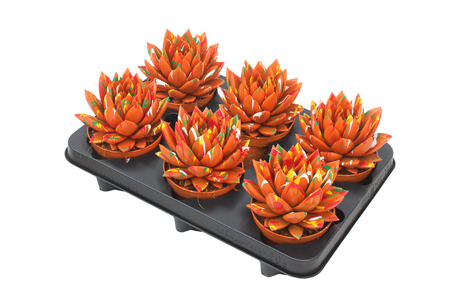 Echeveria colored Splash orange 13cm 10.5cm Pot