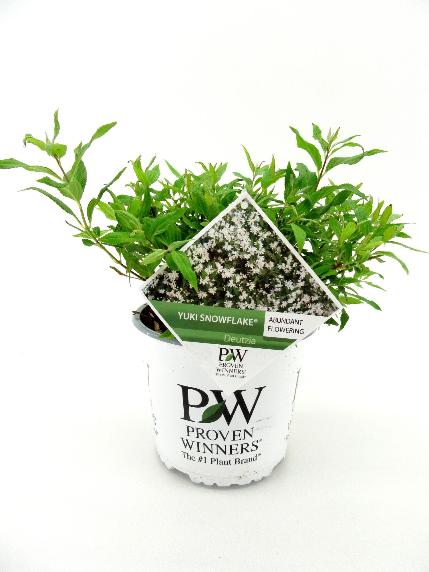 Deutzia Yuki Snowflake 35cm 19cm Pot