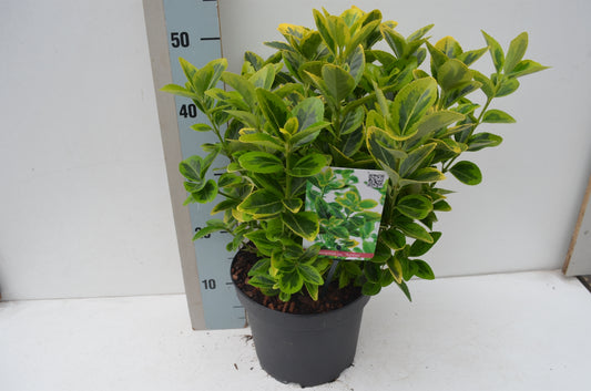 Euonymus Aureus 30cm 23cm Pot