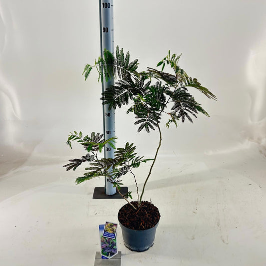 Albizia julibrissin 80cm 19cm Pot