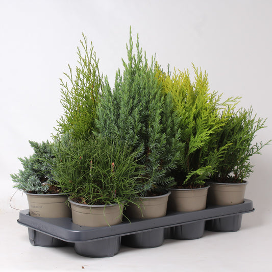 Conifer mix 40cm 13cm Pot
