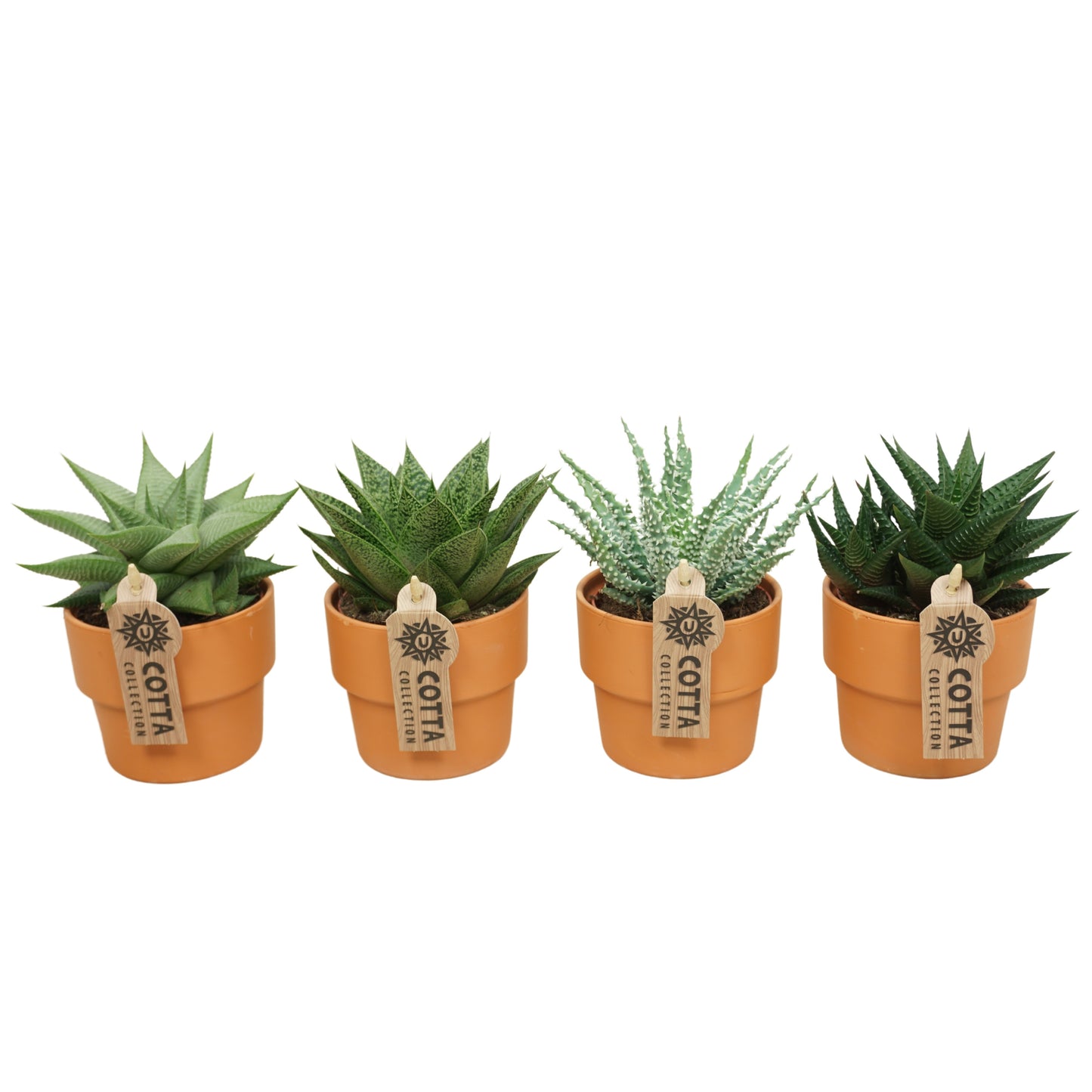 Aloe/Haworthia (+ drp.terracotta) 16cm 8.5cm Pot