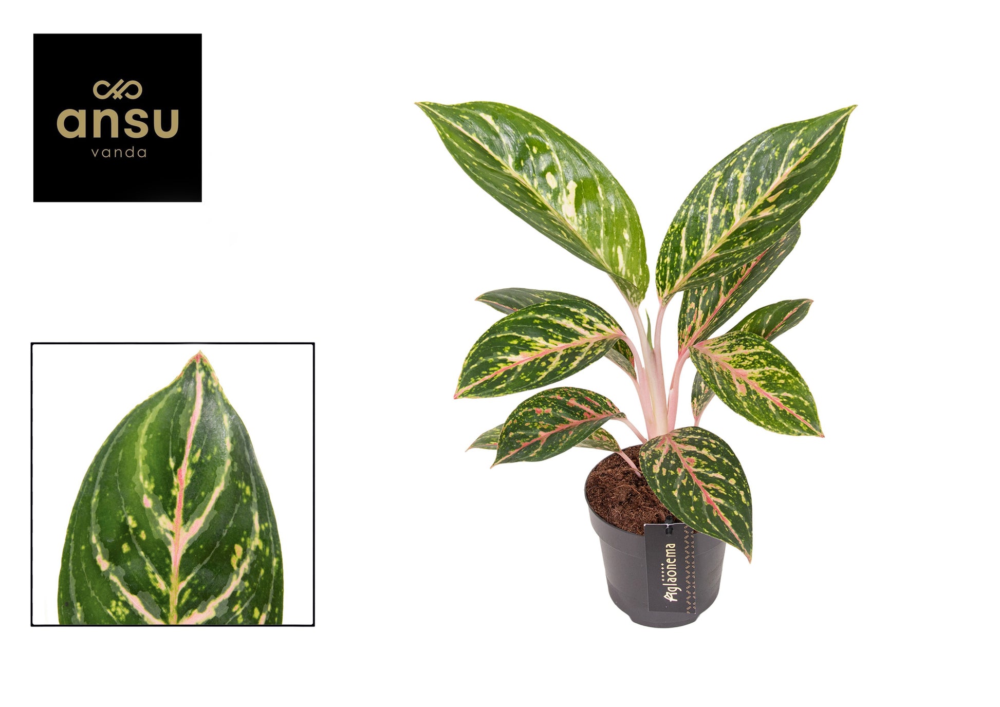 Aglaonema Hybrid 45cm 12cm Pot