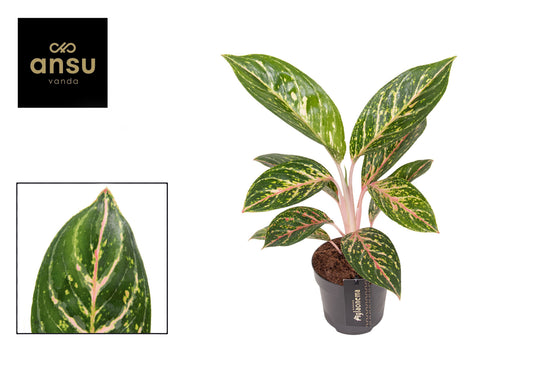 Aglaonema Hybrid 45cm 12cm Pot