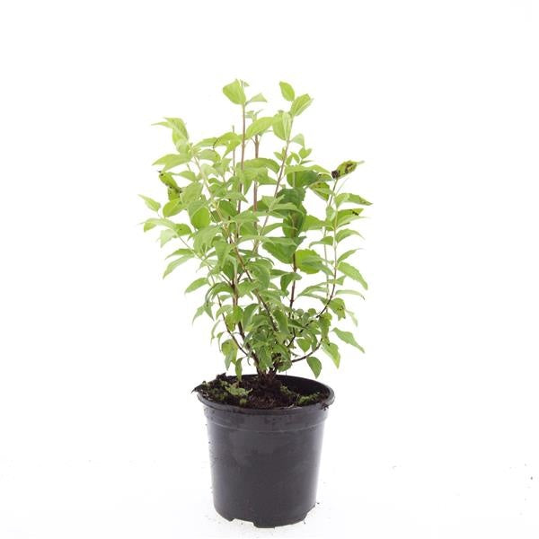Boer, W.T.M. de Philadelphus Belle Etoile Pack of 8