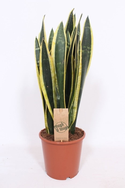 Sansevieria Black Gold 65cm 17cm Pot