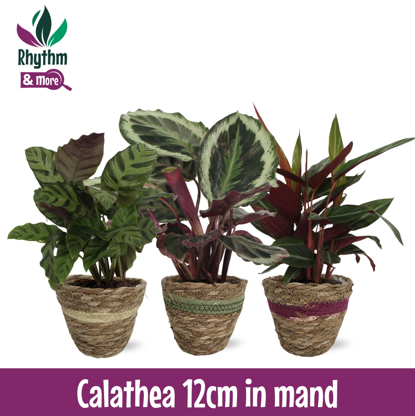 Calathea mix (+ drp.Wood) 40cm 12cm Pot