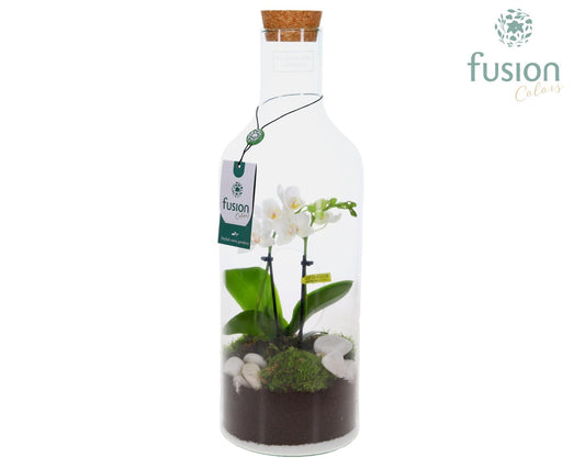 Green Bottle Fles Medium met Phalaenopsis 24 uur levertijd 43cm 15cm Pot
