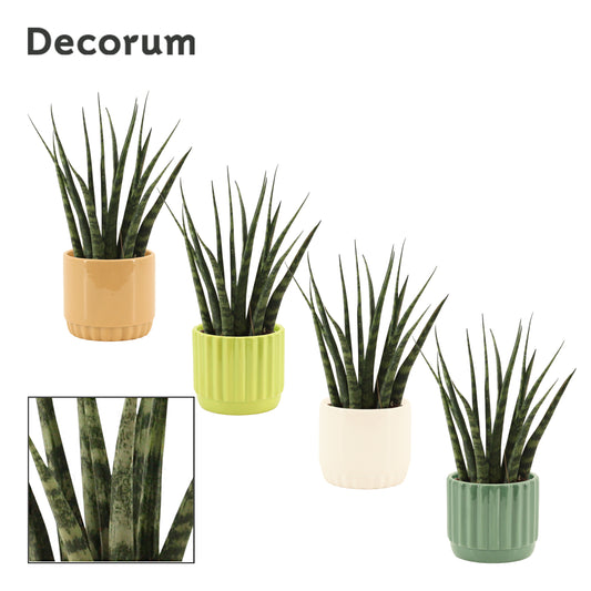 Sansevieria Fernwood 25cm 9cm Pot