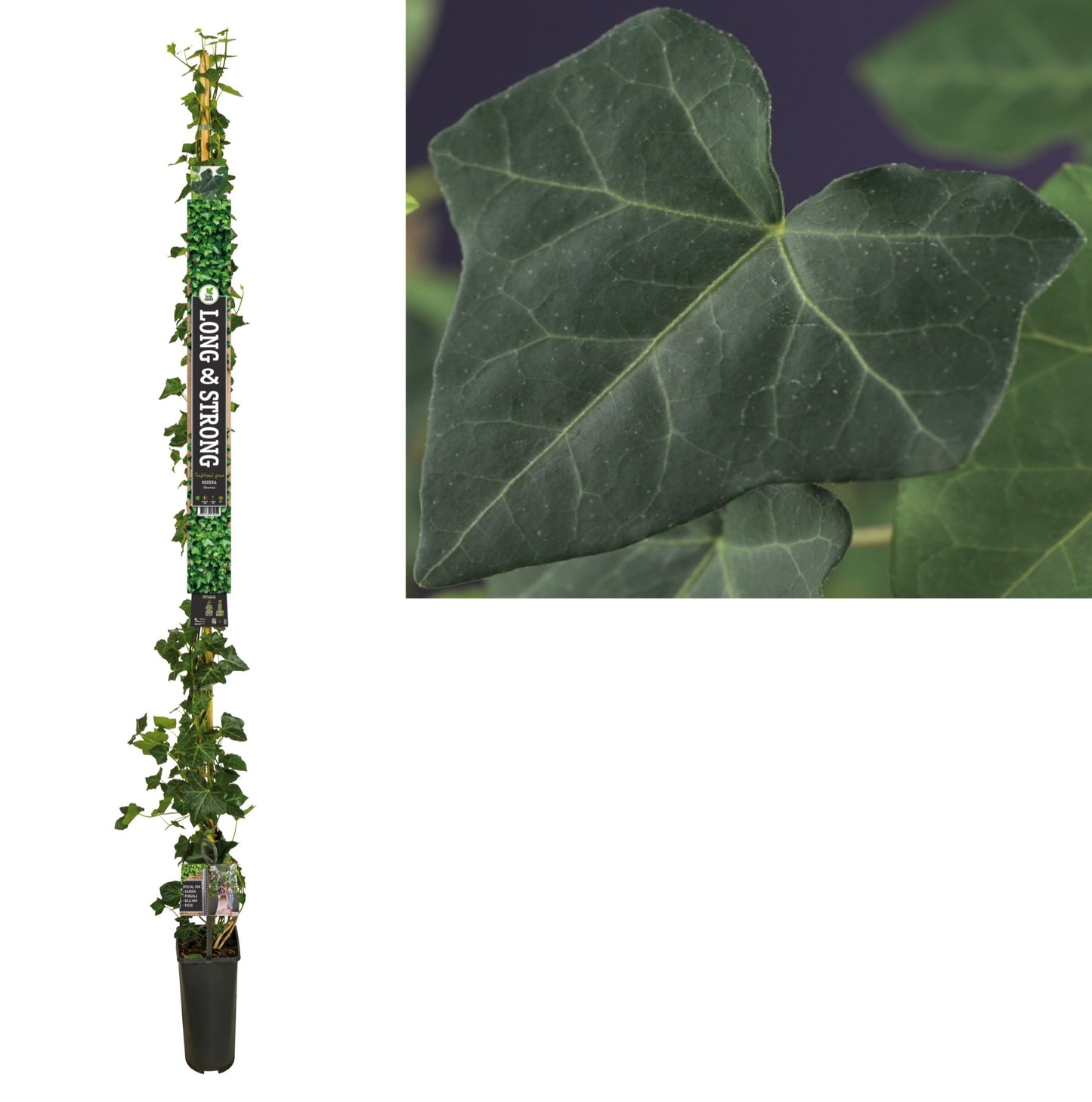 Hedera hibernica 23cm Pot