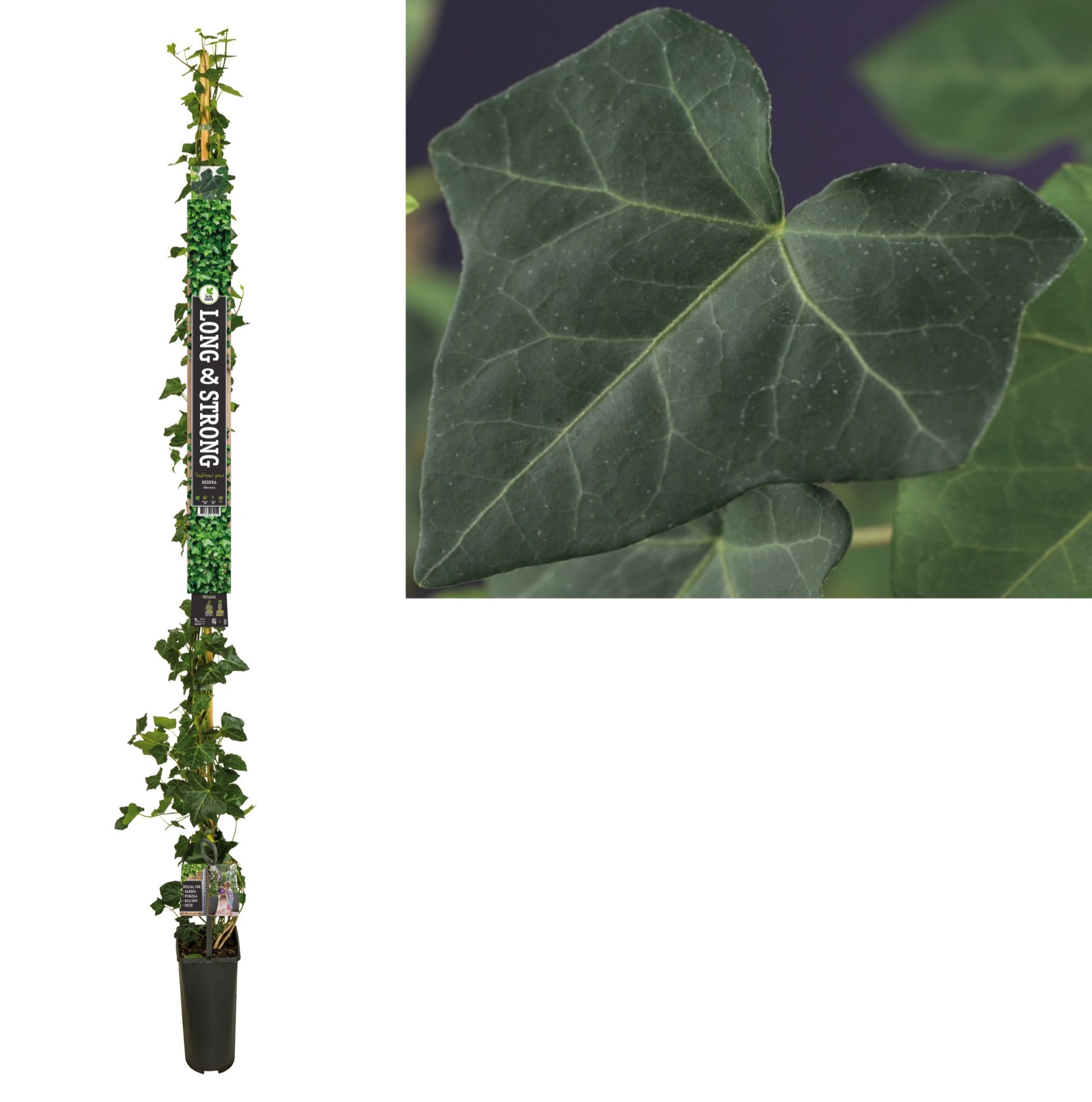 Hedera hibernica 23cm Pot