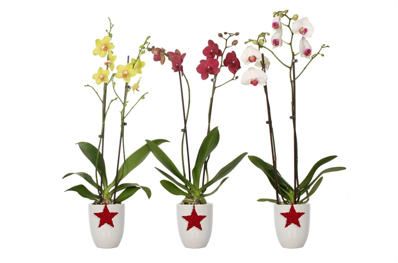 Phalaenopsis mix 55cm 12cm Pot