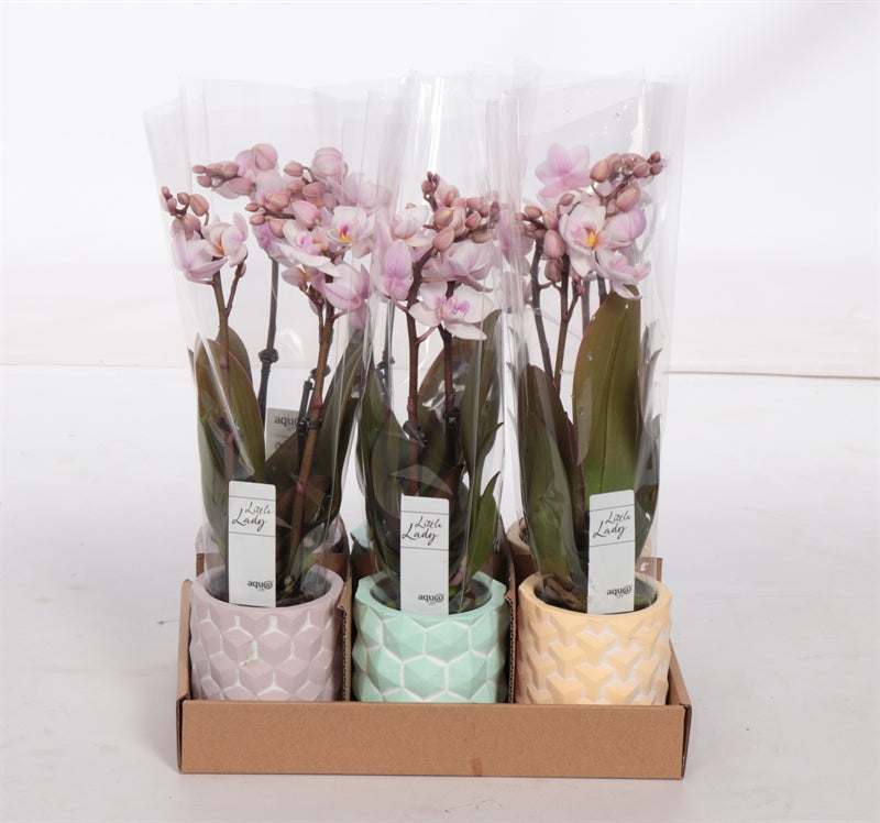 Phalaenopsis hybrid 17cm 6cm Pot
