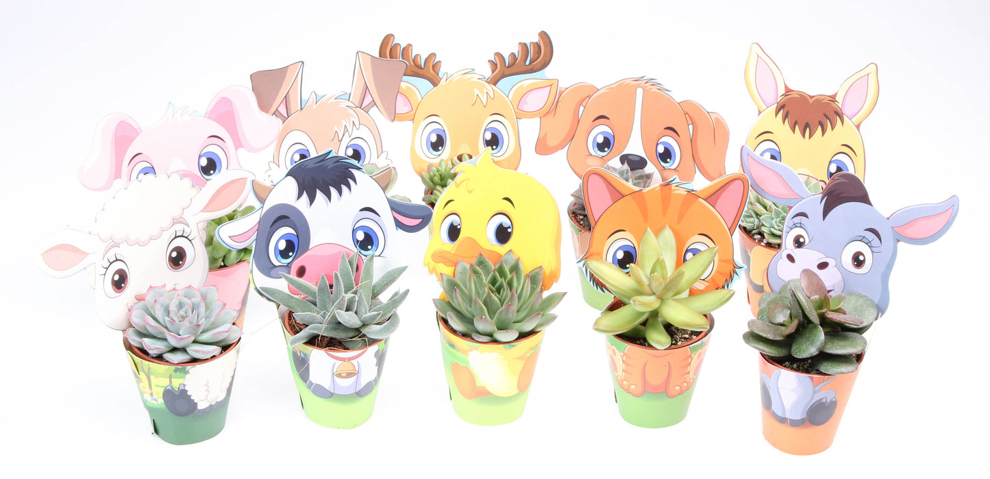 Euro Cactus Holland Bv Potcover farm succulent mix Pack of 20