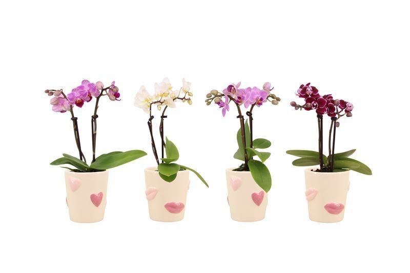 Phalaenopsis hybrid 17cm 6cm Pot