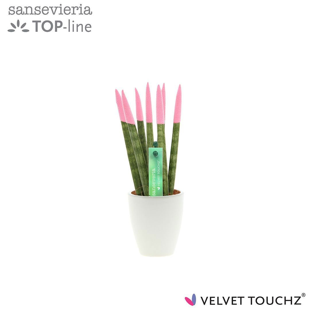 Sansevieria cylindrica 20cm 6cm Pot