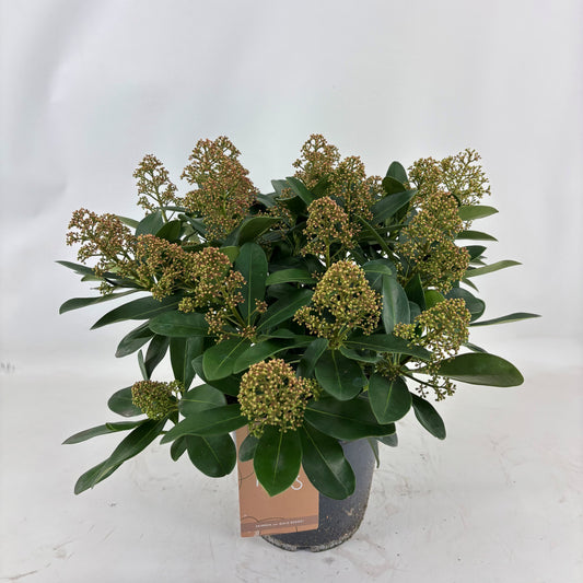 Skimmia japonica Illusion 60cm 24cm Pot
