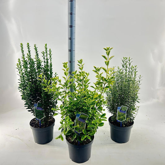 Euonymus japonicus mix 30cm 23cm Pot