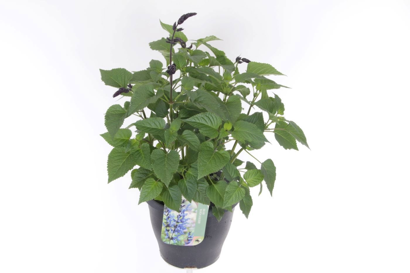Salvia Black en Bloom 60cm 23cm Pot