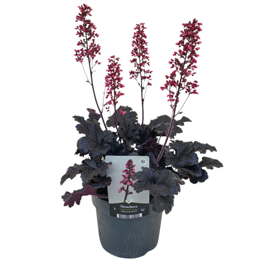 Heuchera Timeless Night 50cm 17cm Pot