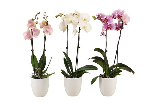 Phalaenopsis mix 60cm 12cm Pot