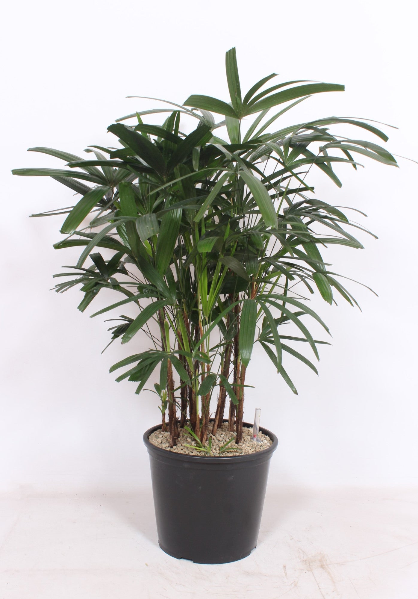 Rhapis excelsa 110cm 32cm Pot