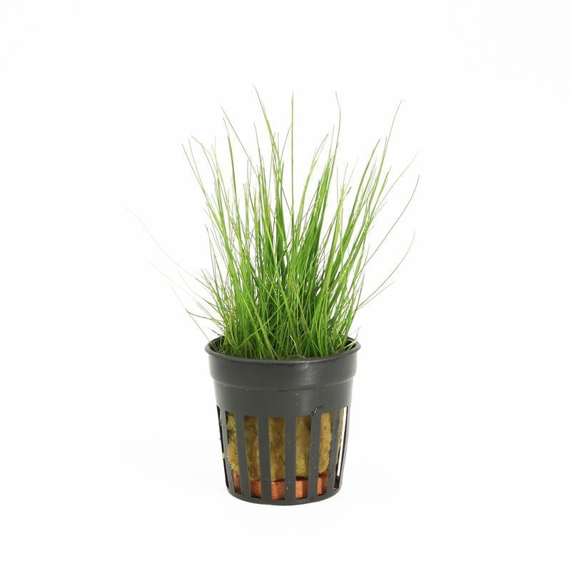 Aquarium plant mix 10cm 5cm Pot