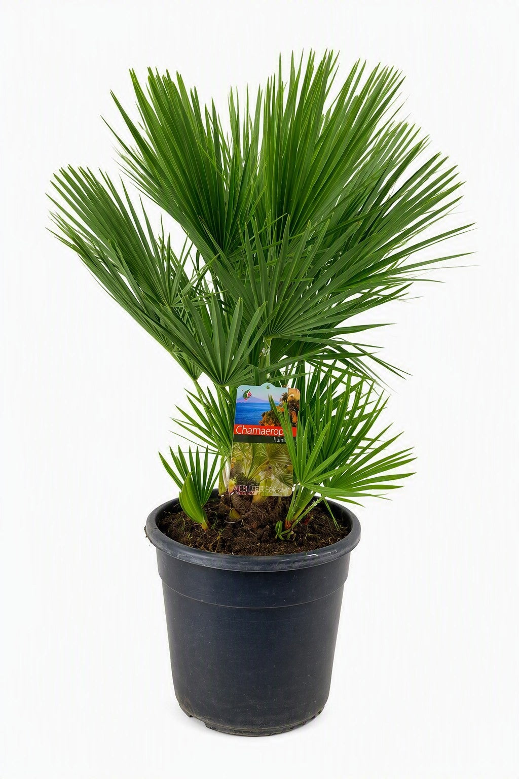 Chamaerops humilis 90cm 30cm Pot