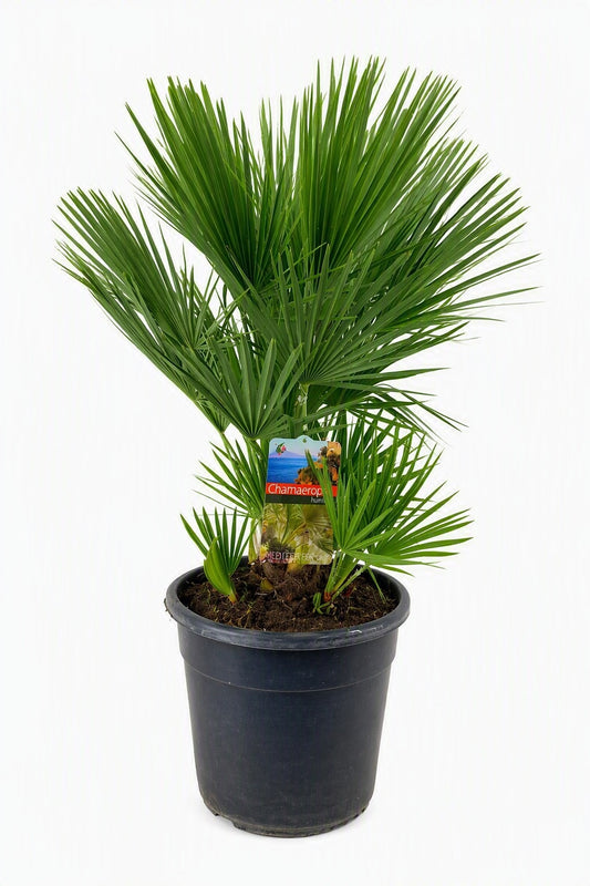Chamaerops humilis 90cm 30cm Pot