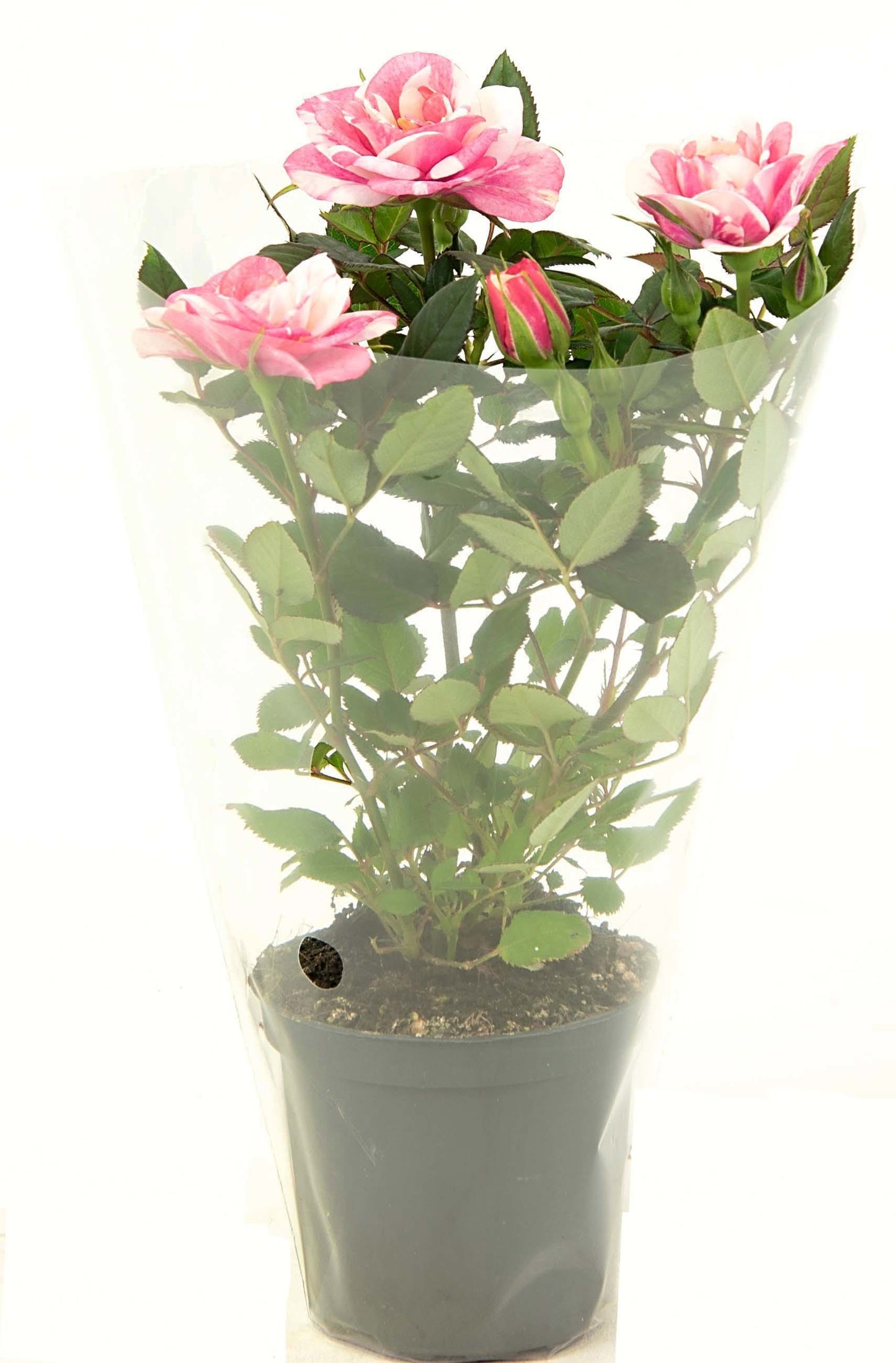 Rosa Vieve 20cm 7cm Pot
