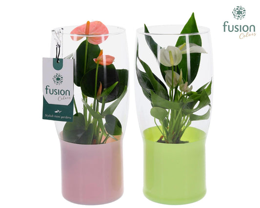 Green Bottle Tulp vaas met Anthurium 25cm 12cm Pot