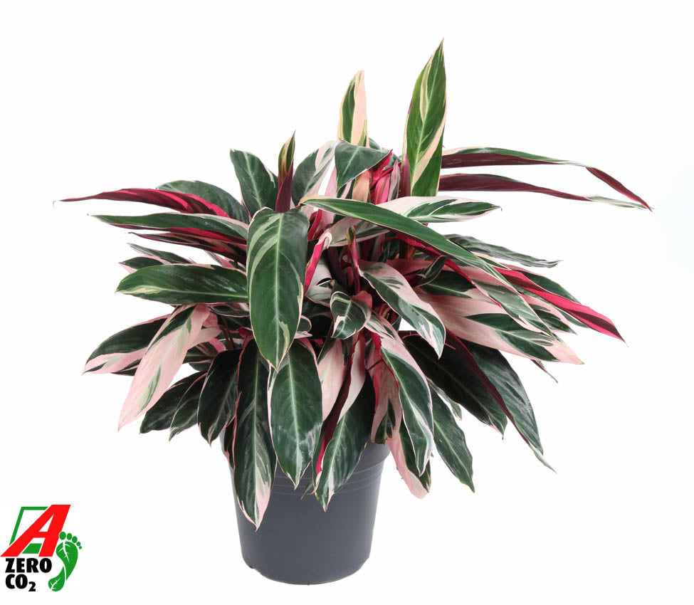 Stromanthe sanguinea triostar 80cm 27cm Pot