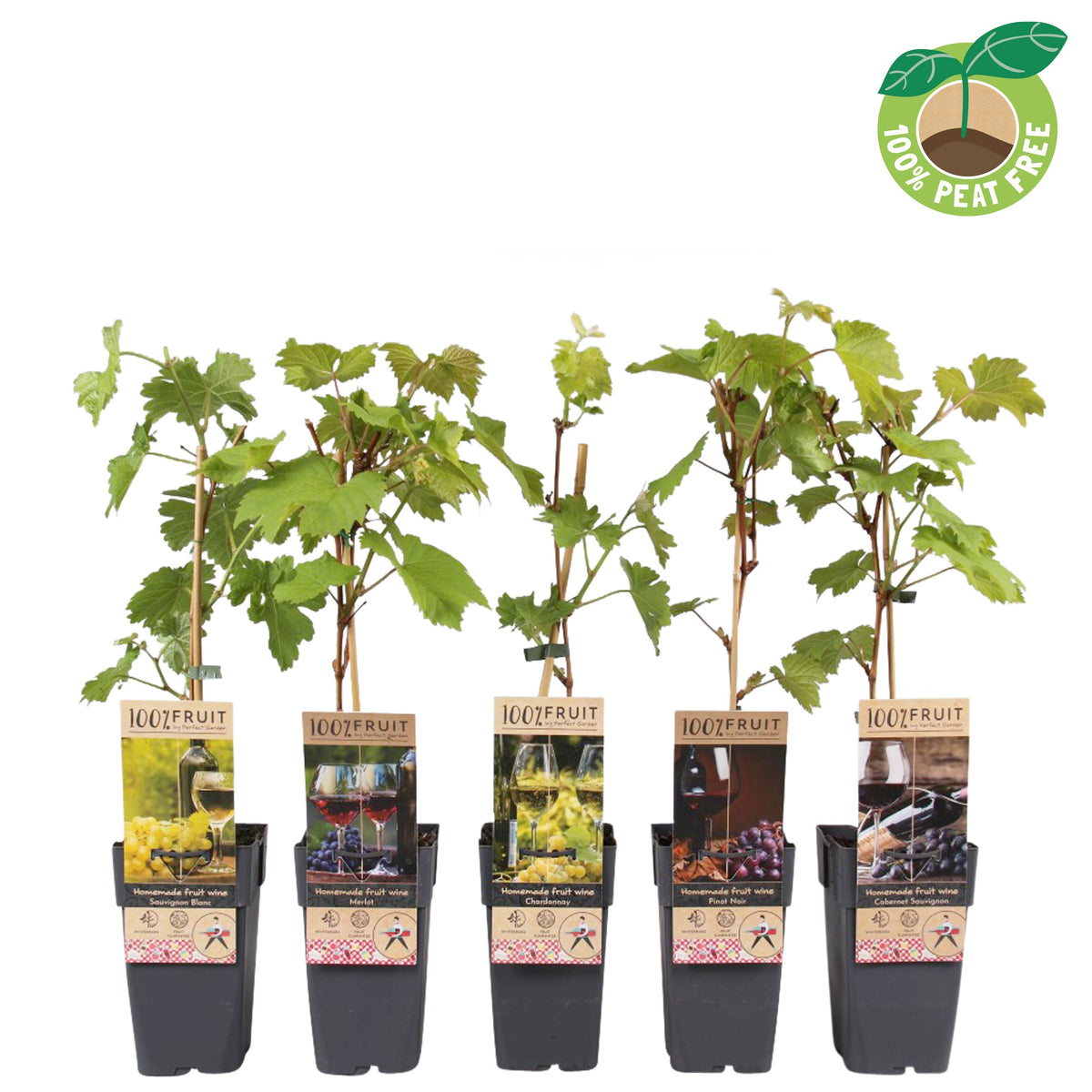 Fruit/Shrub Climber mix 50cm 15cm Pot