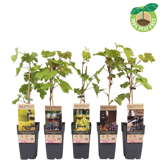 Fruit/Shrub Climber mix 50cm 15cm Pot