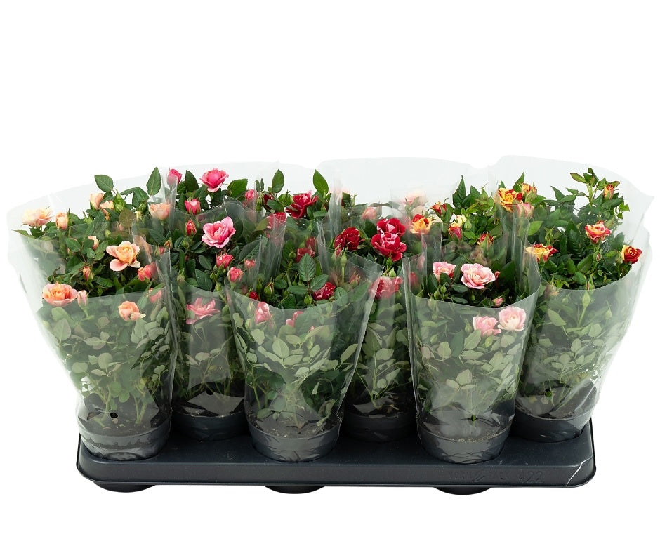 Roses Victory mix 28cm 10.5cm Pot