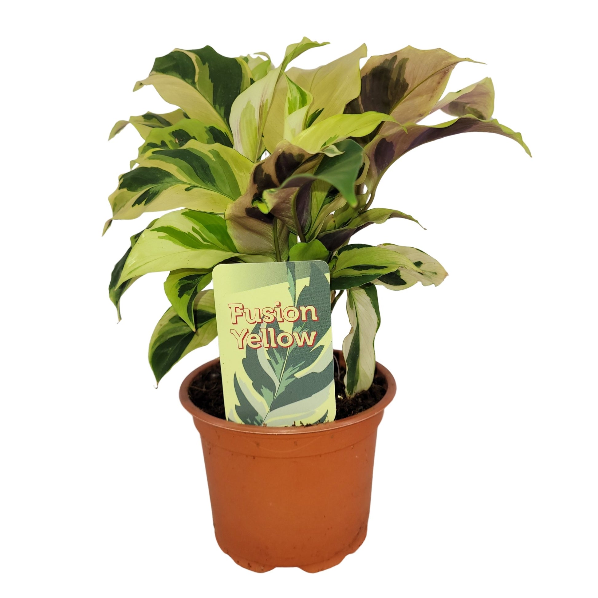 Calathea Fusion Yellow 15cm 10.5cm Pot