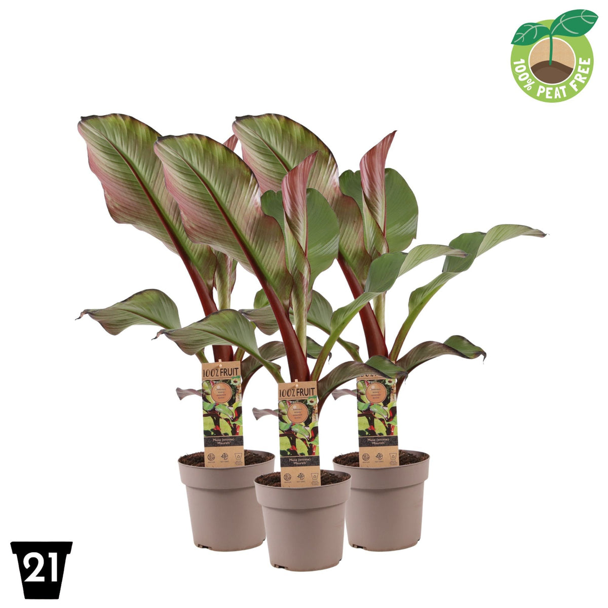 Musa basjoo (Banana) 65cm 21cm Pot