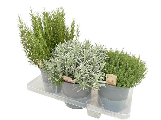 Garden Herbs mix 40cm 18cm Pot