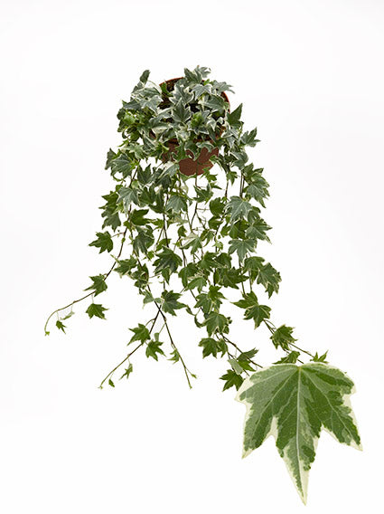 Berg Hedera Hedera helix White Ripple Pack of 12
