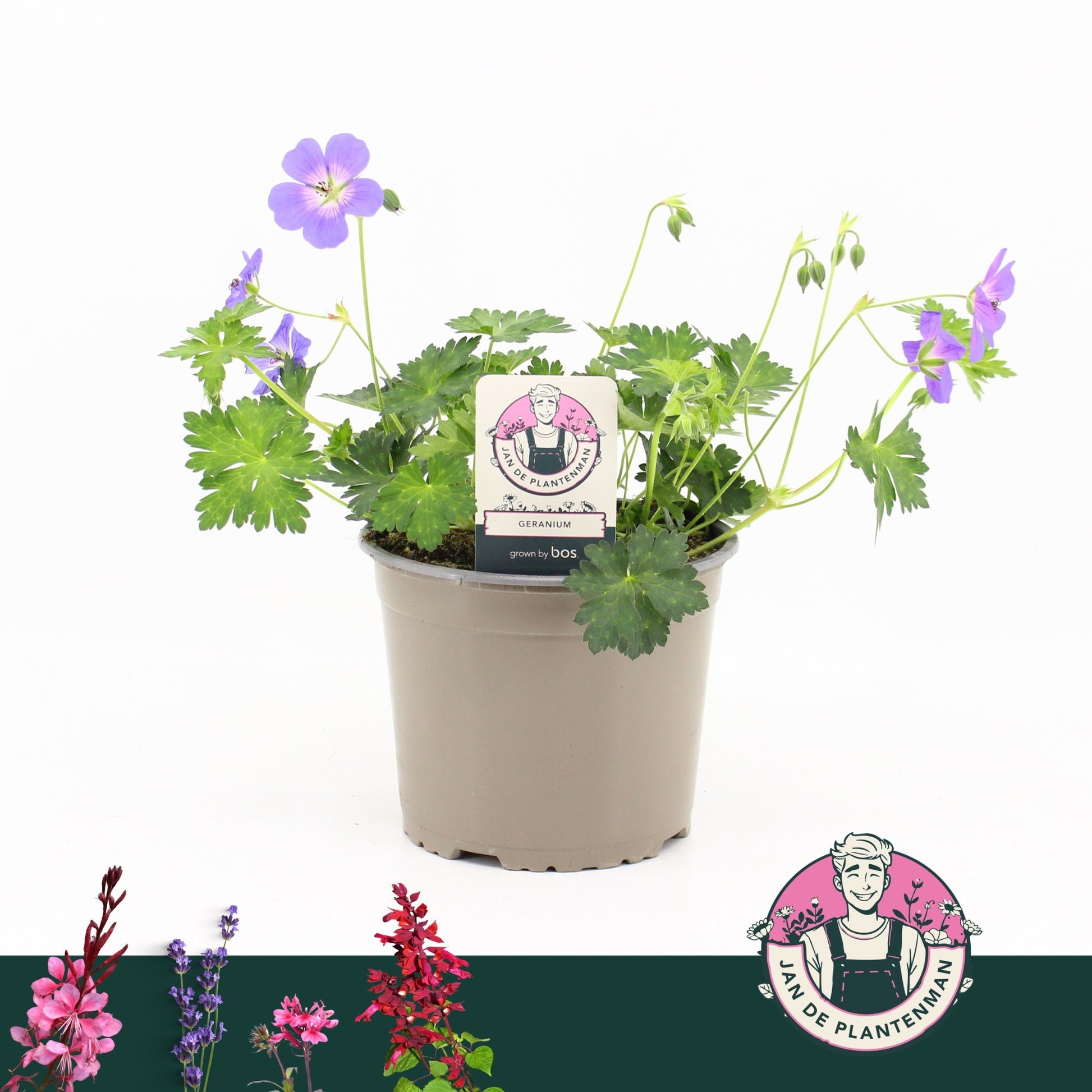 Geranium Bloom Me Away 35cm 17cm Pot