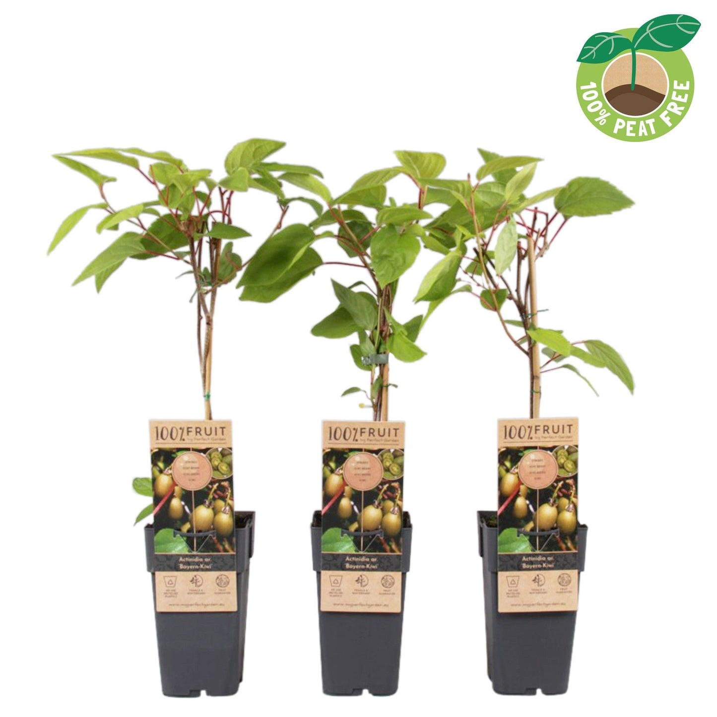 Streng Growers B.V. Actinidia arg. Bayern Pack of 10
