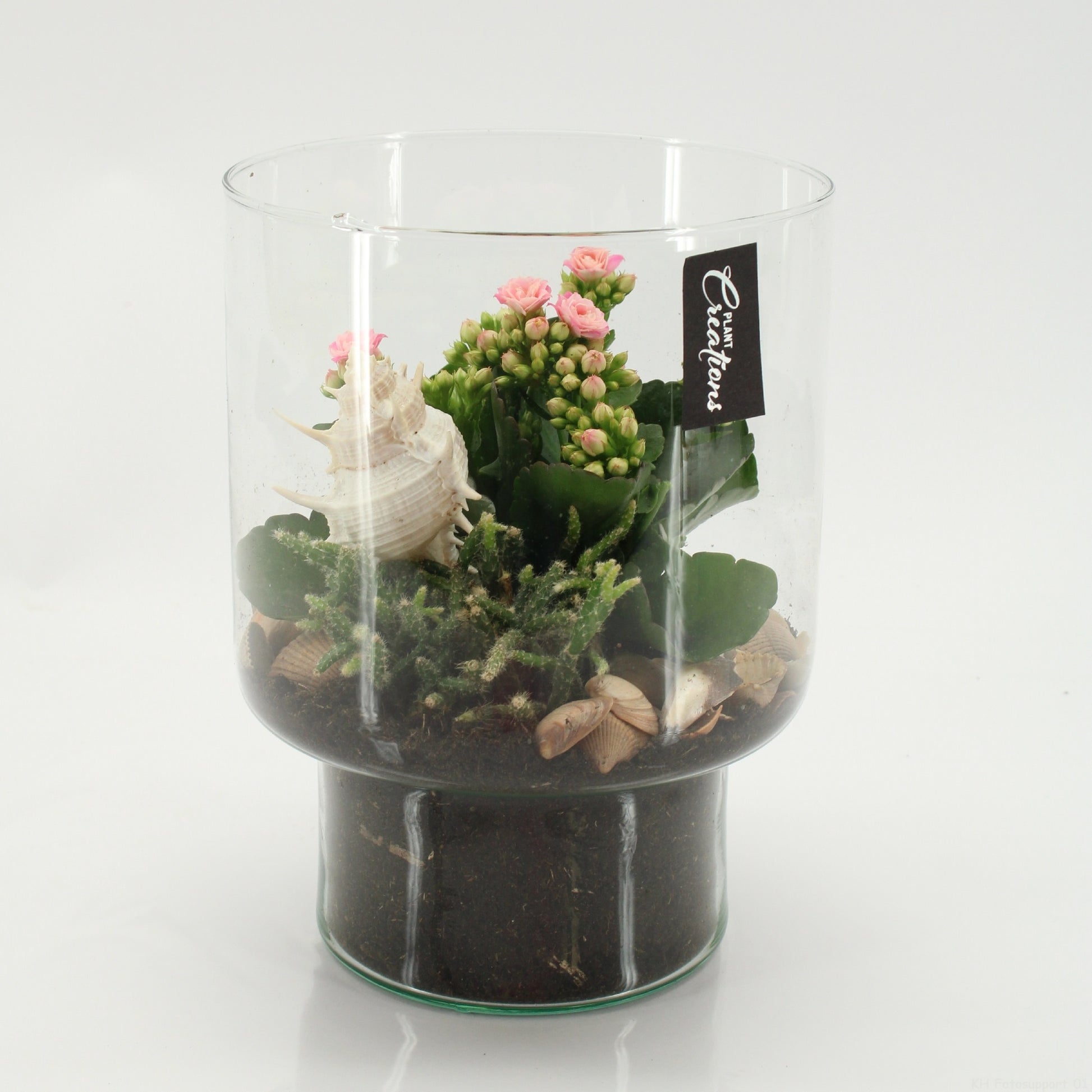 Indoor flowering arrangement 20cm 15cm Pot