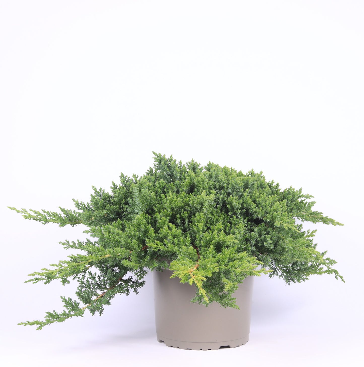 Juniperus procumbens Nana 45cm 23cm Pot