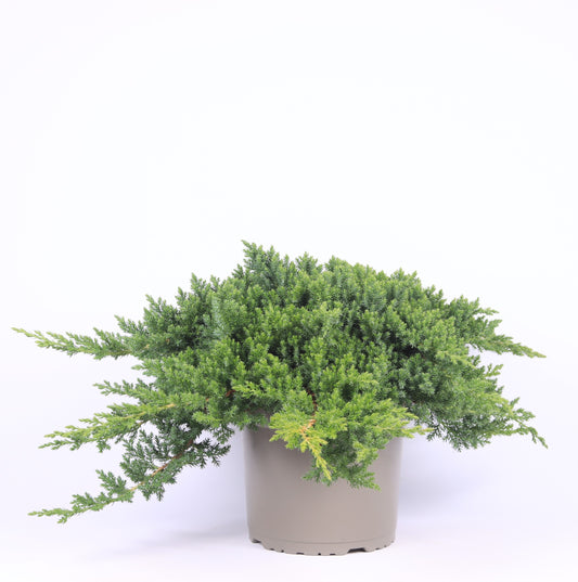 Juniperus procumbens Nana 45cm 23cm Pot